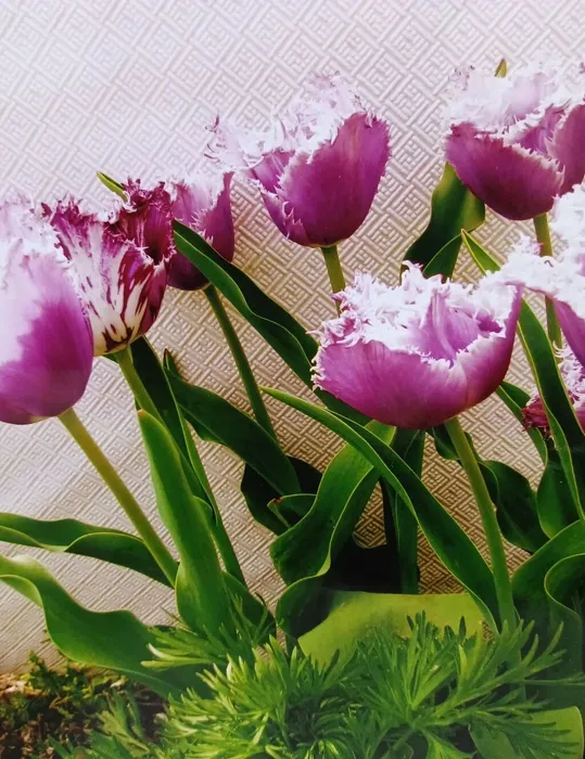 SU3-jmnHWY7SYPk1w0I_0qff5-iA9UVyP2SF2ghJgP6WNEng4JrYAU-kAeU1Ylw3aLi_TFBtsCNsc4CZUbfbtXpx